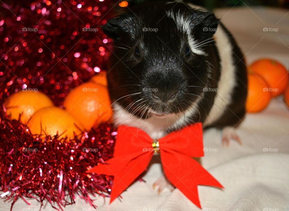 Guinea pig pet beautiful portrait Christmas time