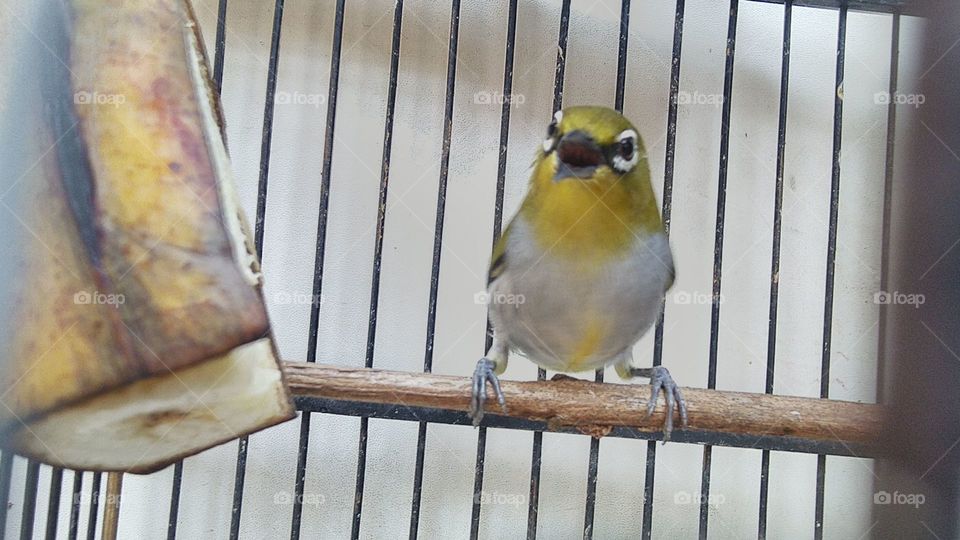 Pleci birds are singing