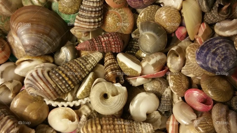 Sea Shells From the Sea Shore