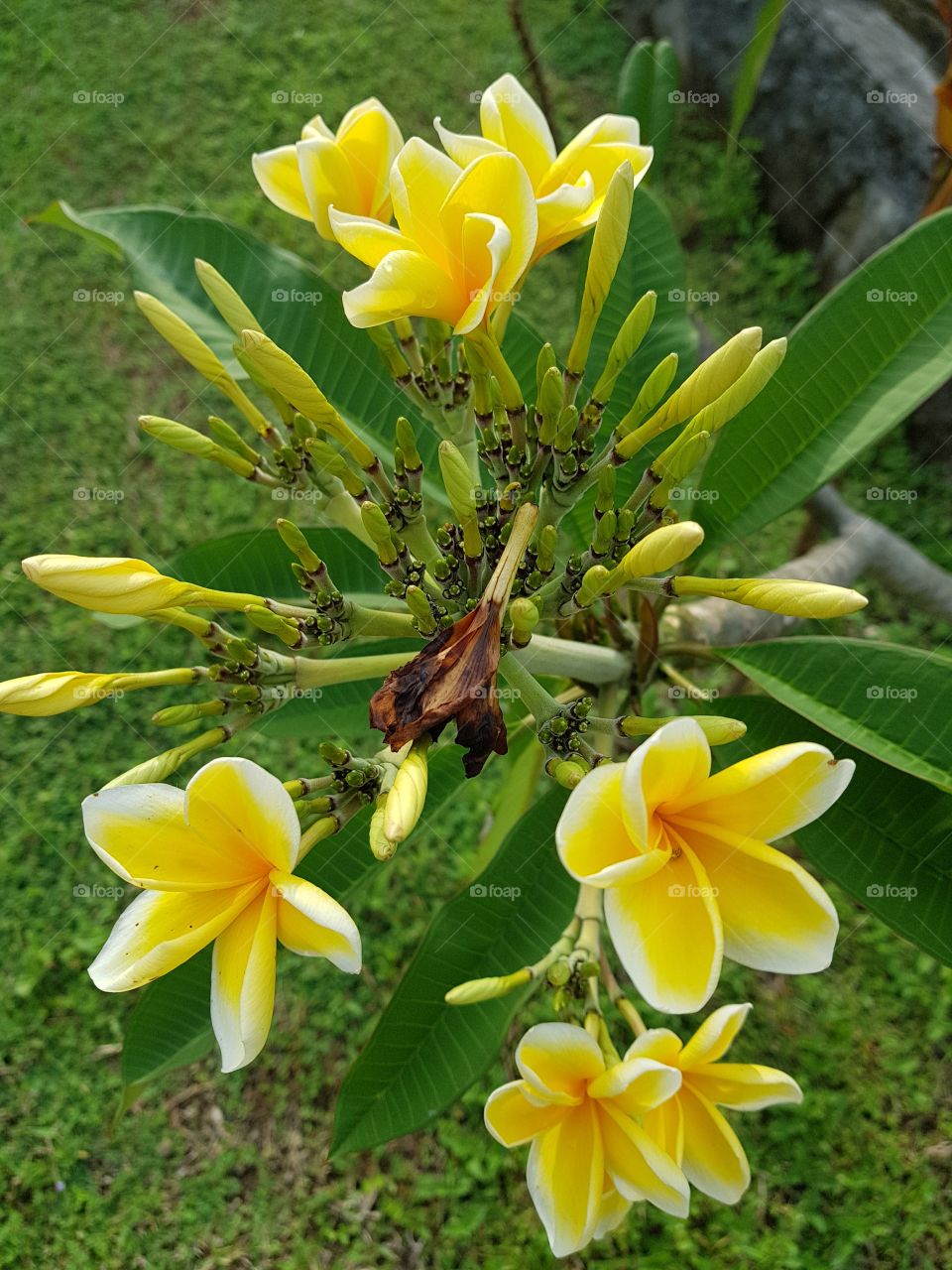Flower Kamboja Yelow