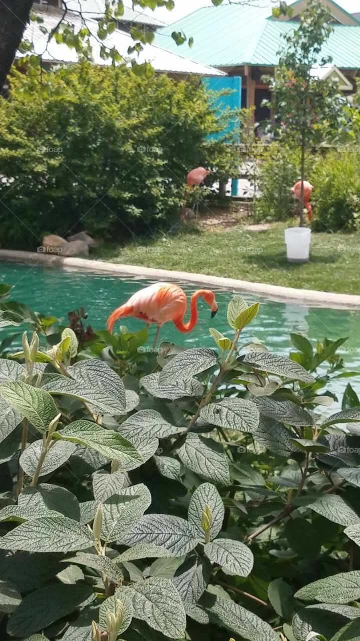 A flamingo in beautiful scenery