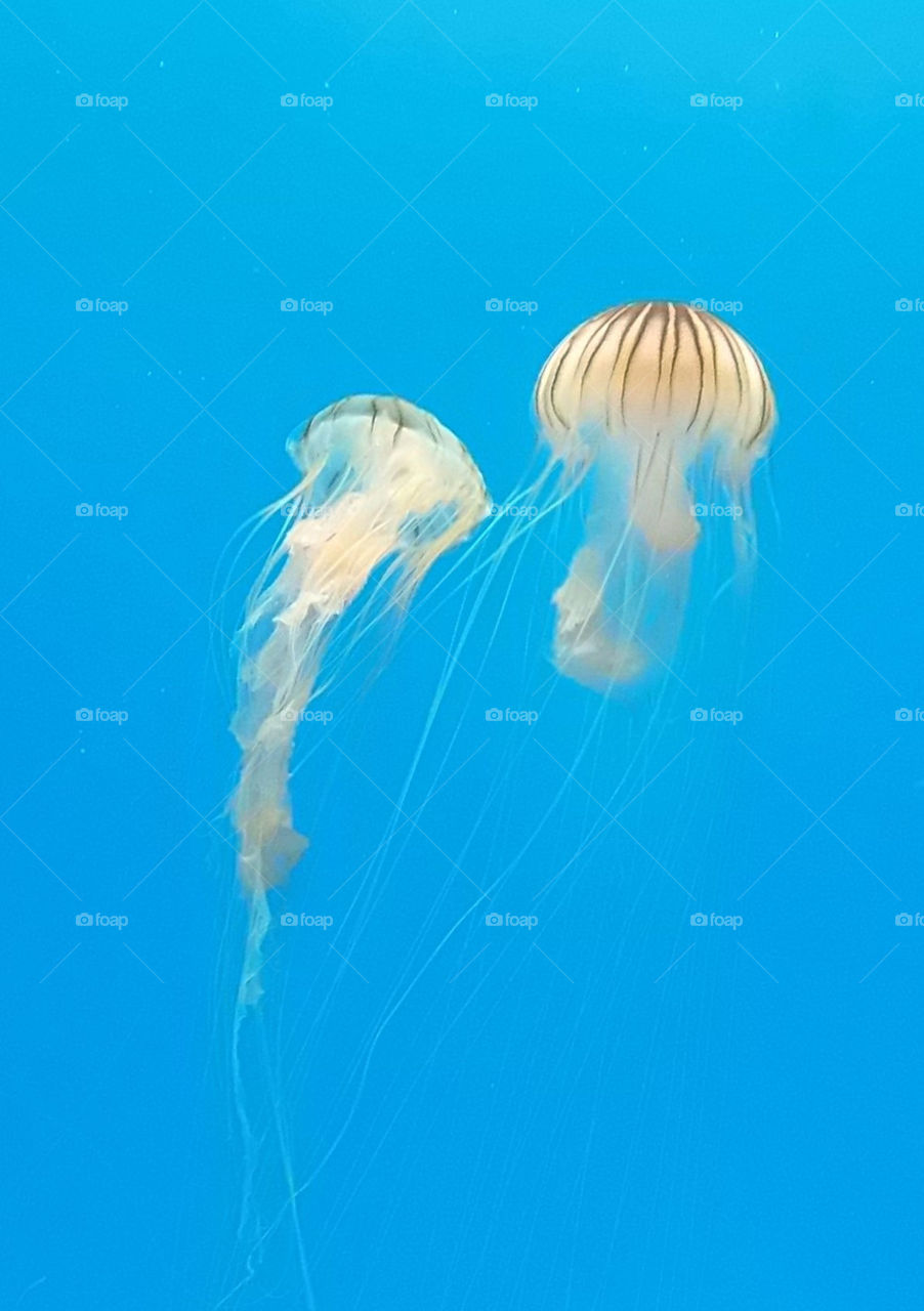 jellyfish baltimore aquarium by silkenjade