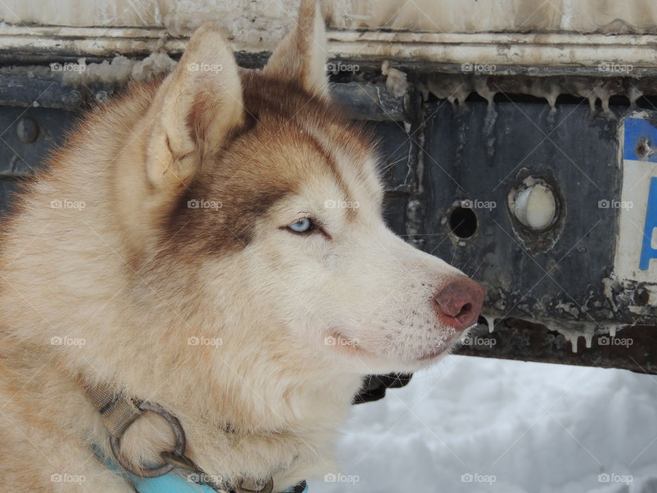 Close-up of Sled dogs
