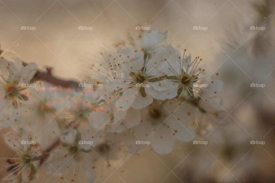 Cherry blossom branch with light sparkle. Manual helios lense