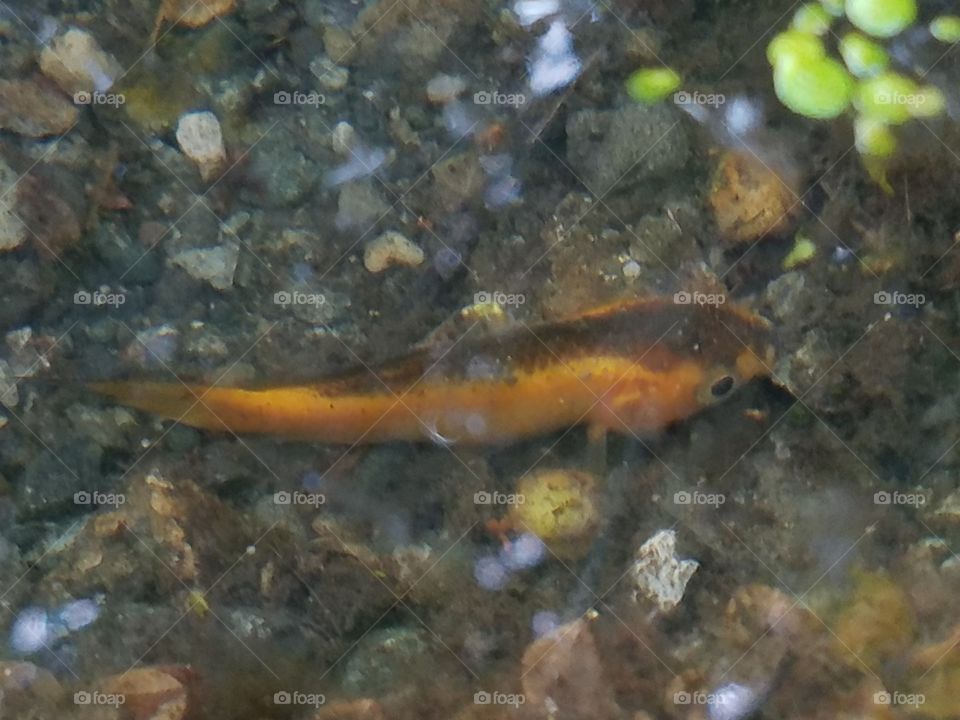 fish in pond 3 zoomed in 5/18/2016