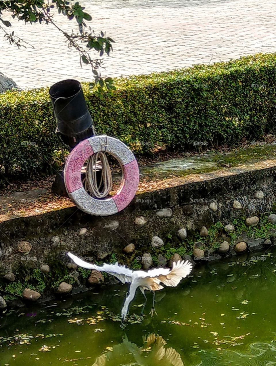 The egret was flying on the water to search for food, it's posture liked a ballet dancer, elegant wings were so beautiful.this is wonderful.