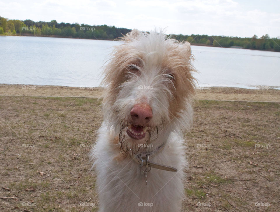 Front view of a dog with it's mouth open