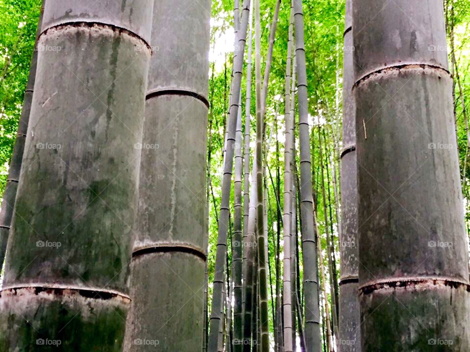 Bamboo forest, Kyoto 