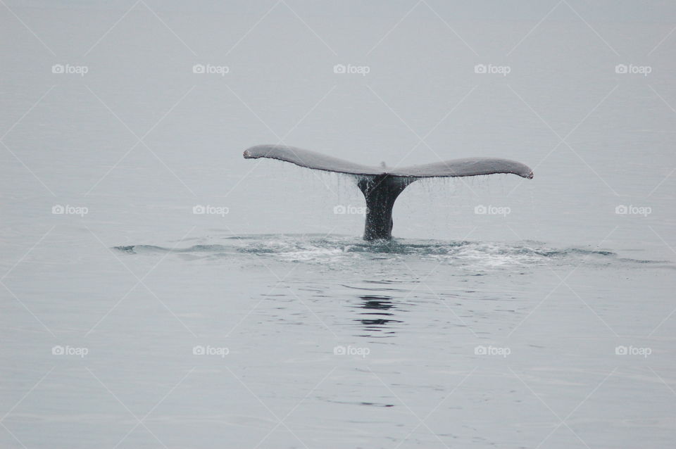 It's A Fluke. Whale tail (fluke) disappearing beneath the waves