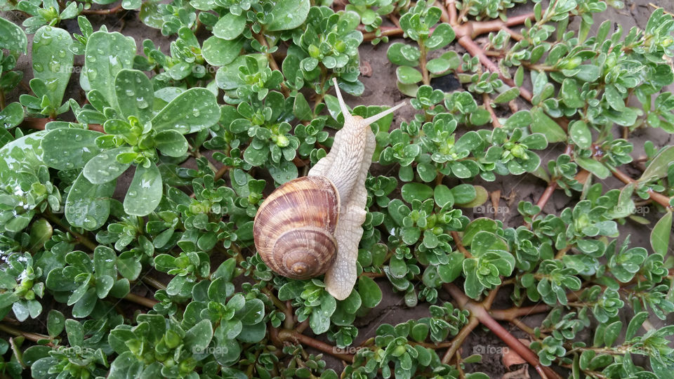 Snail in grass