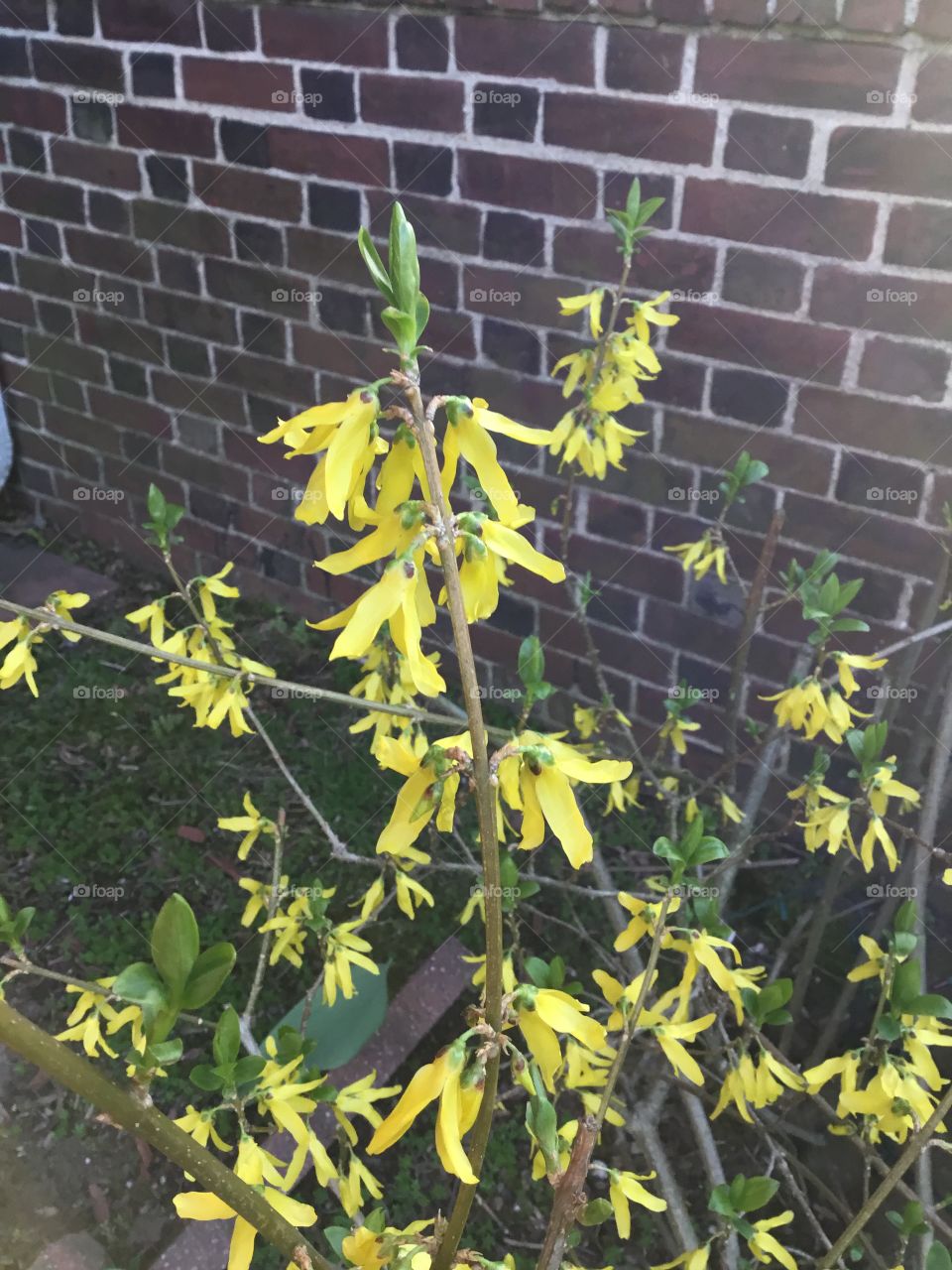Forsythia