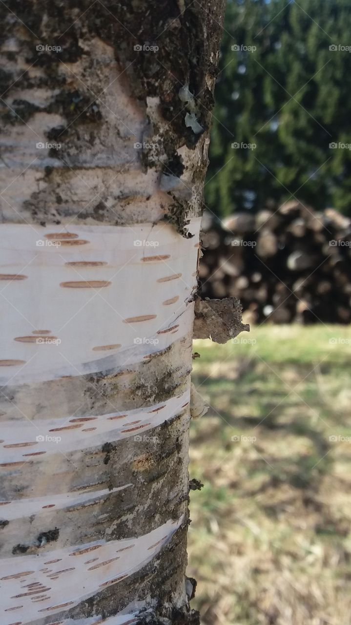 Close up Capture of a tree with focus on foreground