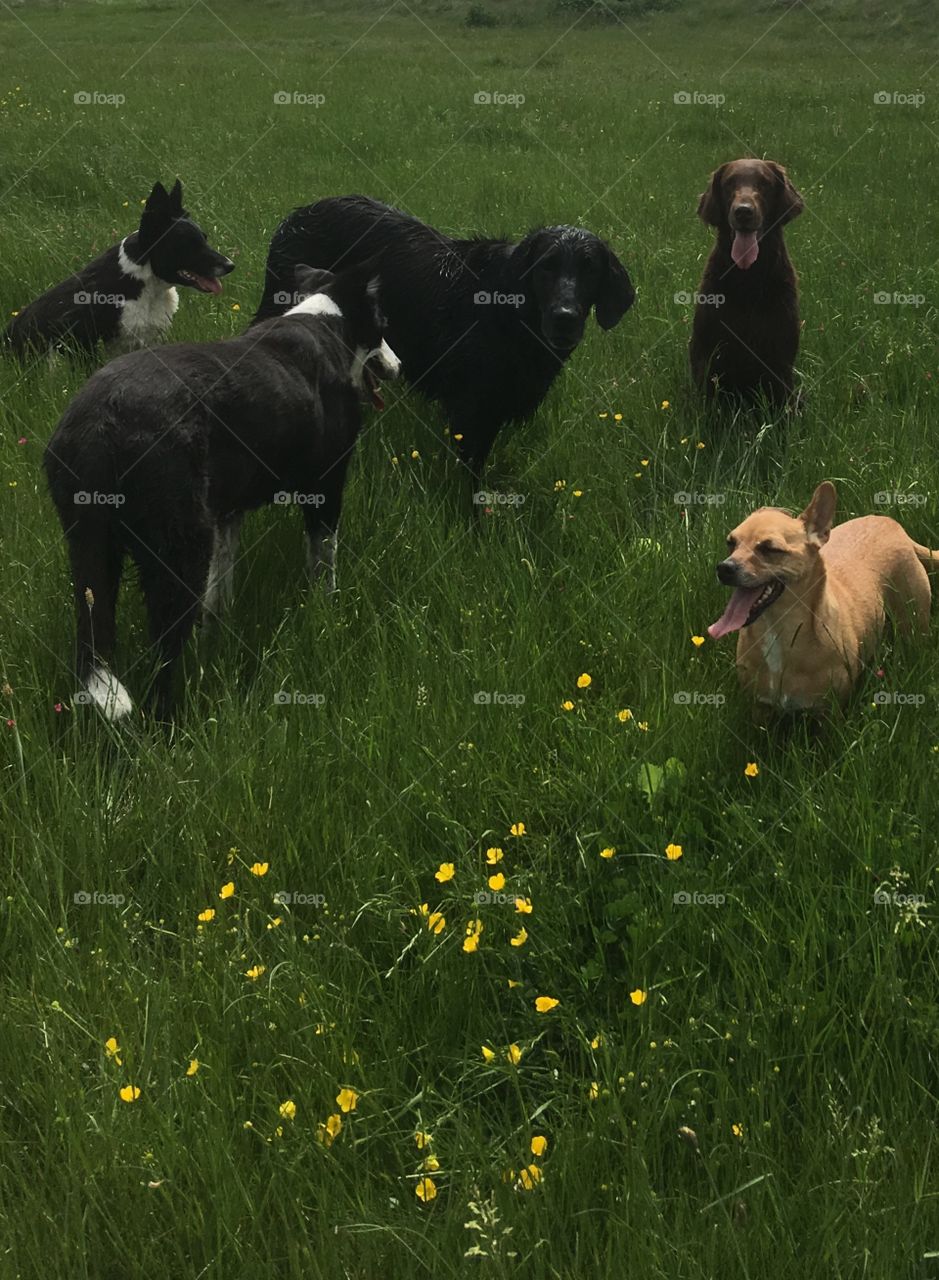 Five lovely dog characters waiting patiently among a beautiful back drop of greenery and bright buttercups
