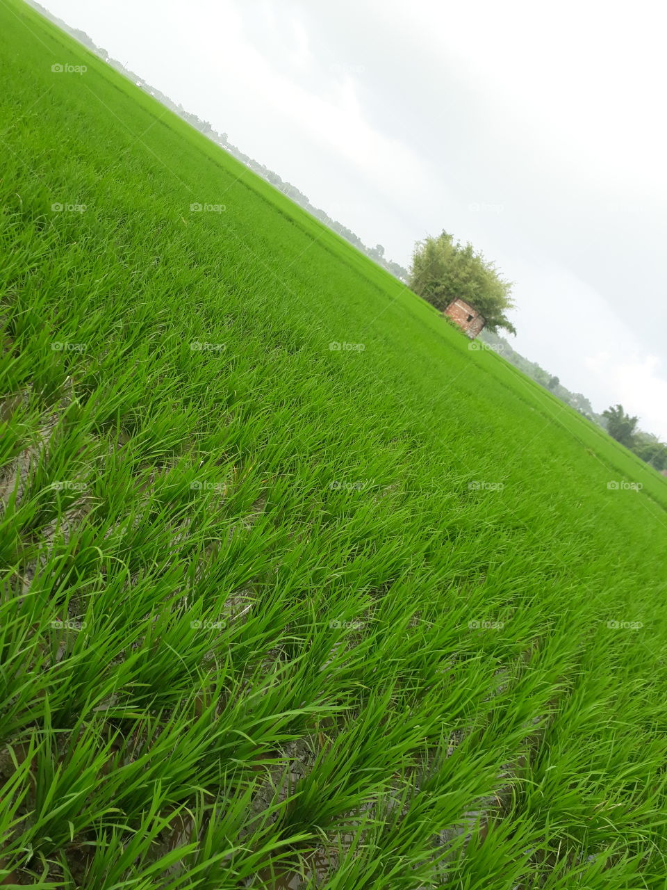 Purdy filled in Indian village