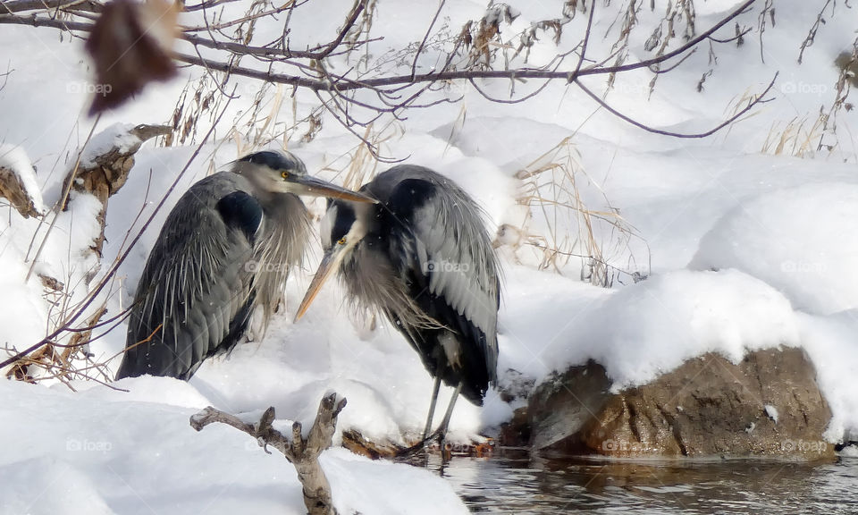 Blue herons huddled in the snow