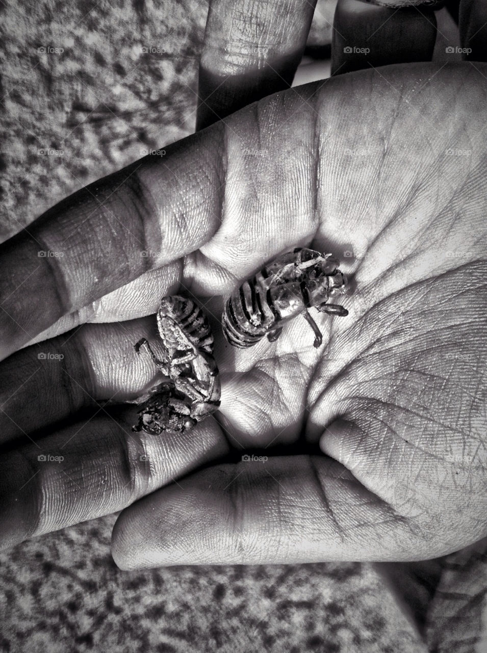 idaho insect blackandwhite hand by SugarFangs