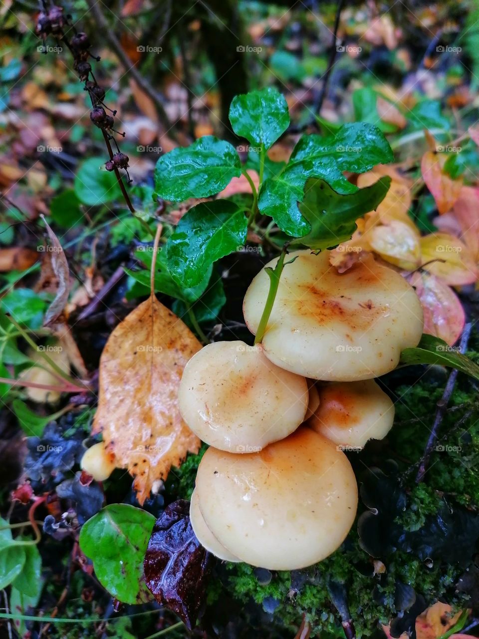 On a day trip in the Finnish forest in September. 🇫🇮🍁🍂
