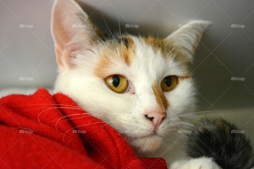 Cat, Cute, Portrait, Eye, Fur