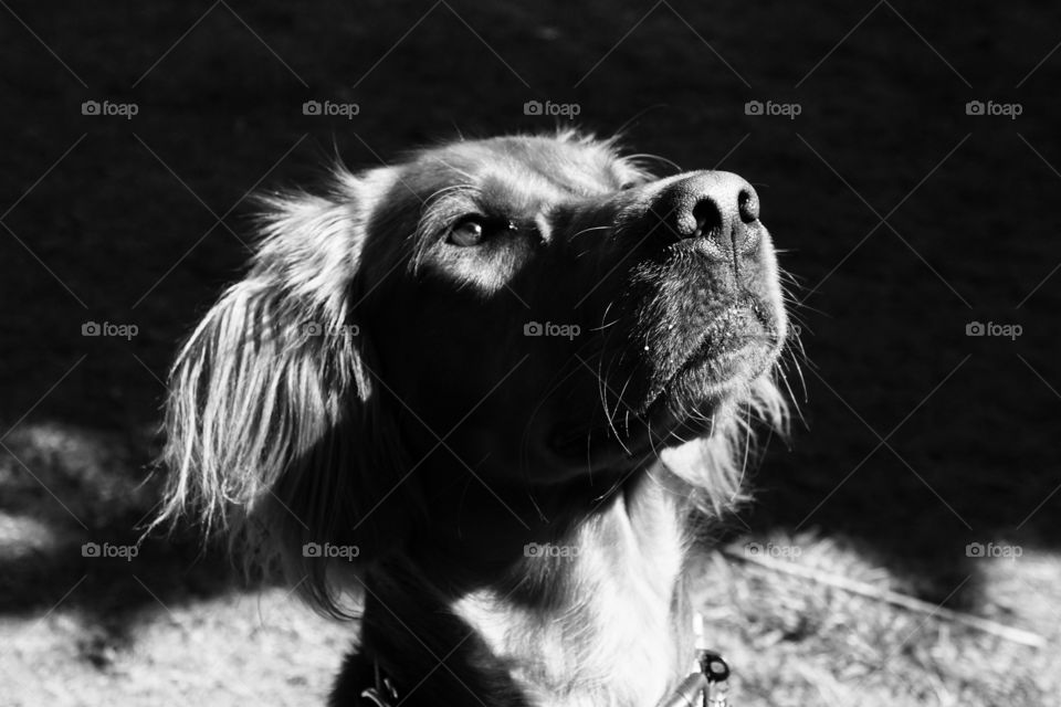 B&W photo of Quinn ... Red Setter 