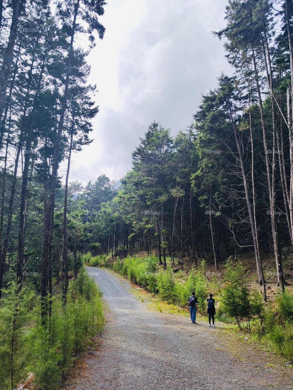 Exploring the forest 1