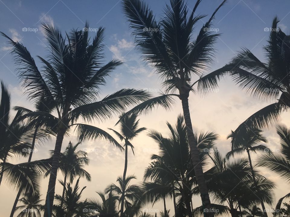 Palm, Beach, Coconut, Tropical, Exotic