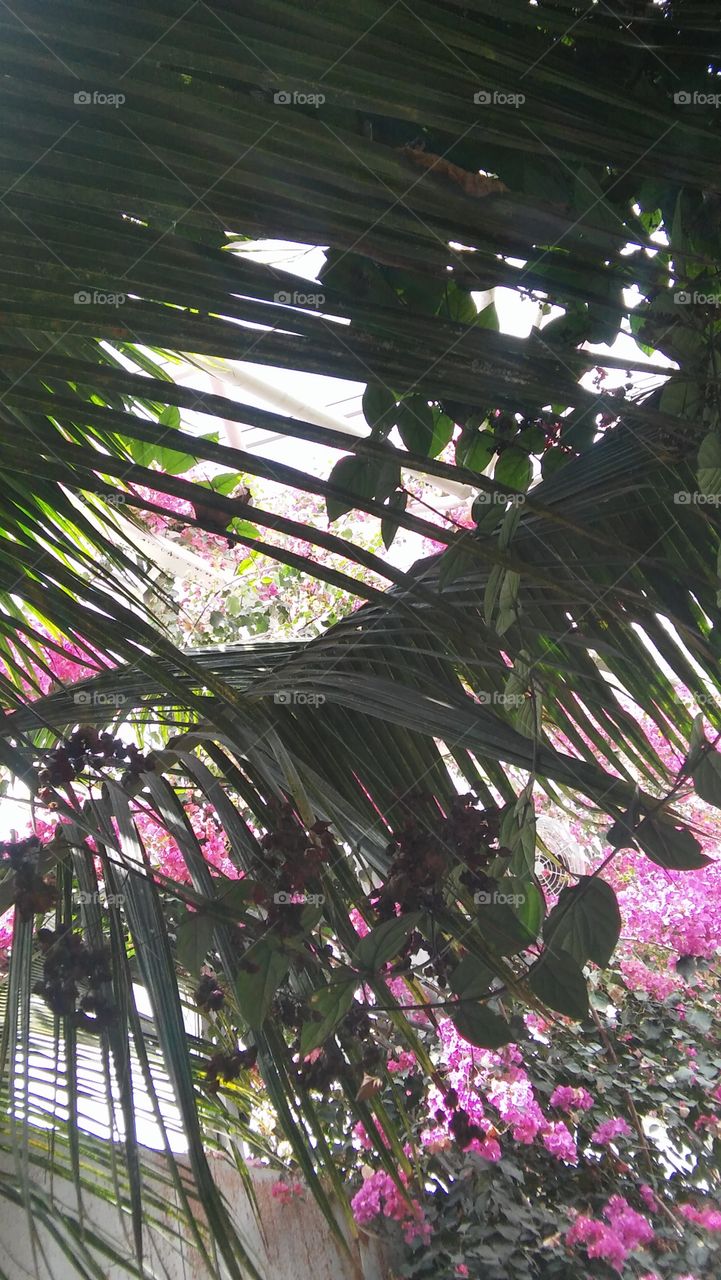 Tropical canopy trees flowers blooms exotic plants
