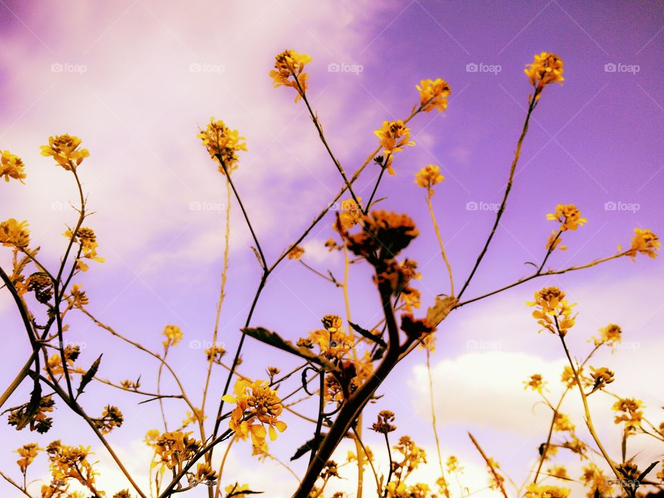 yellow wildflowers and purple sky