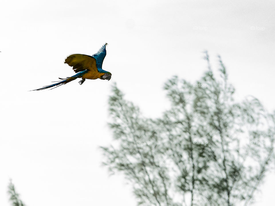 Macaw in flight