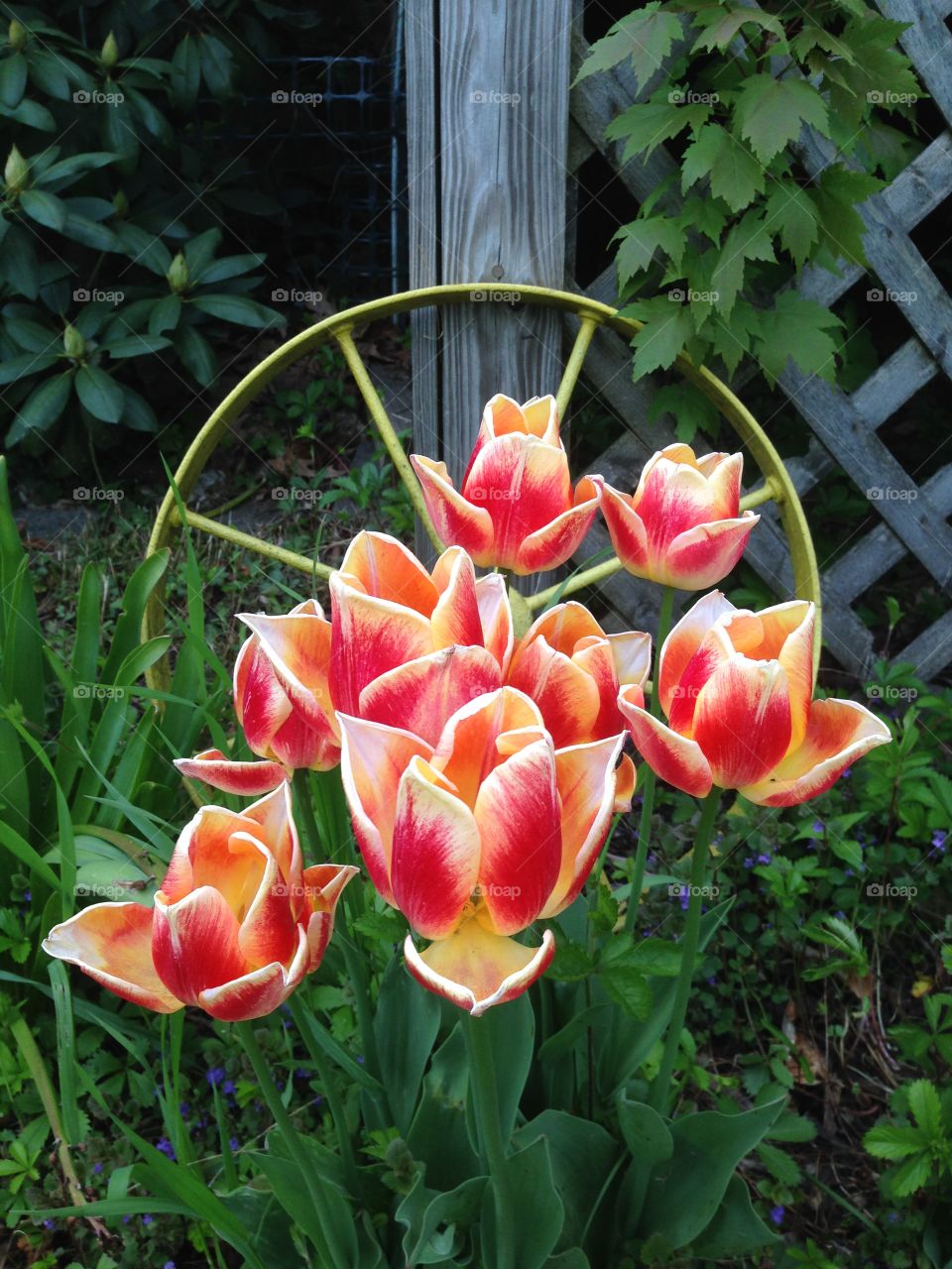 Beautify your garden