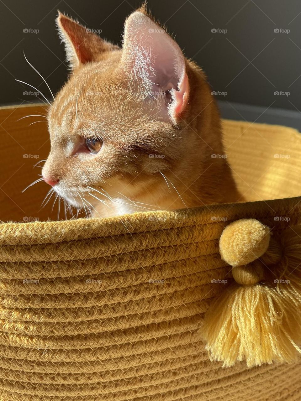 A young tabby cat peers out of a bright yellow basket as sunshine illuminates his whiskers