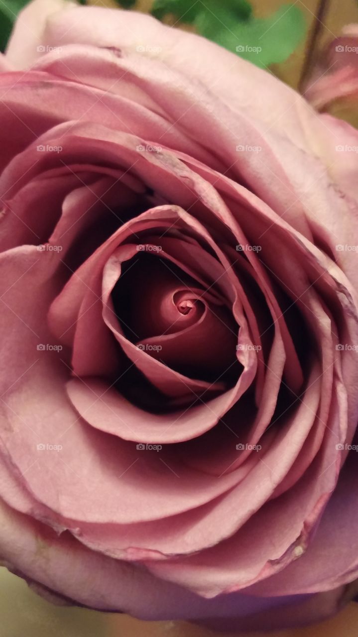 rose. funeral rose