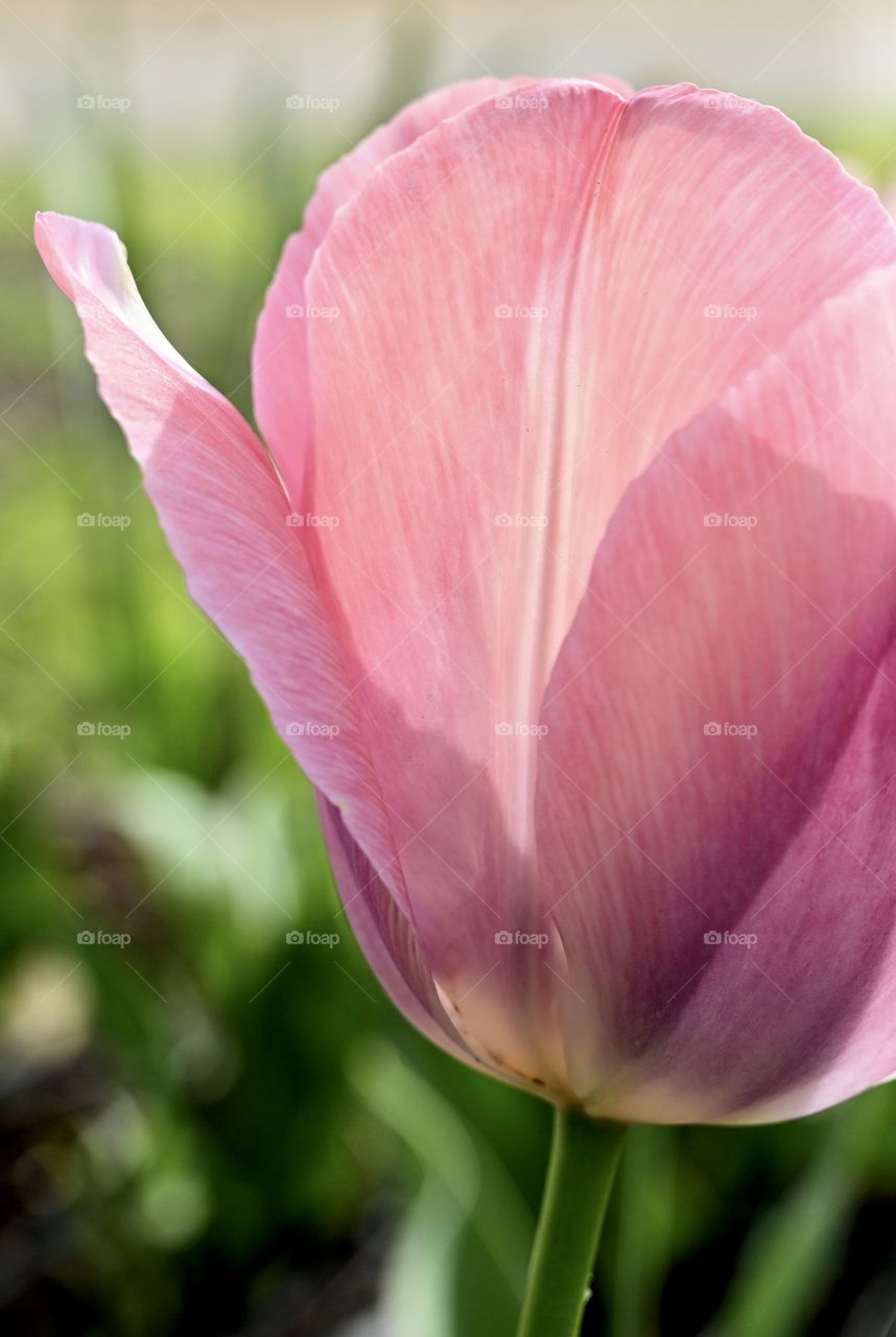 Close up shot of pink tulip