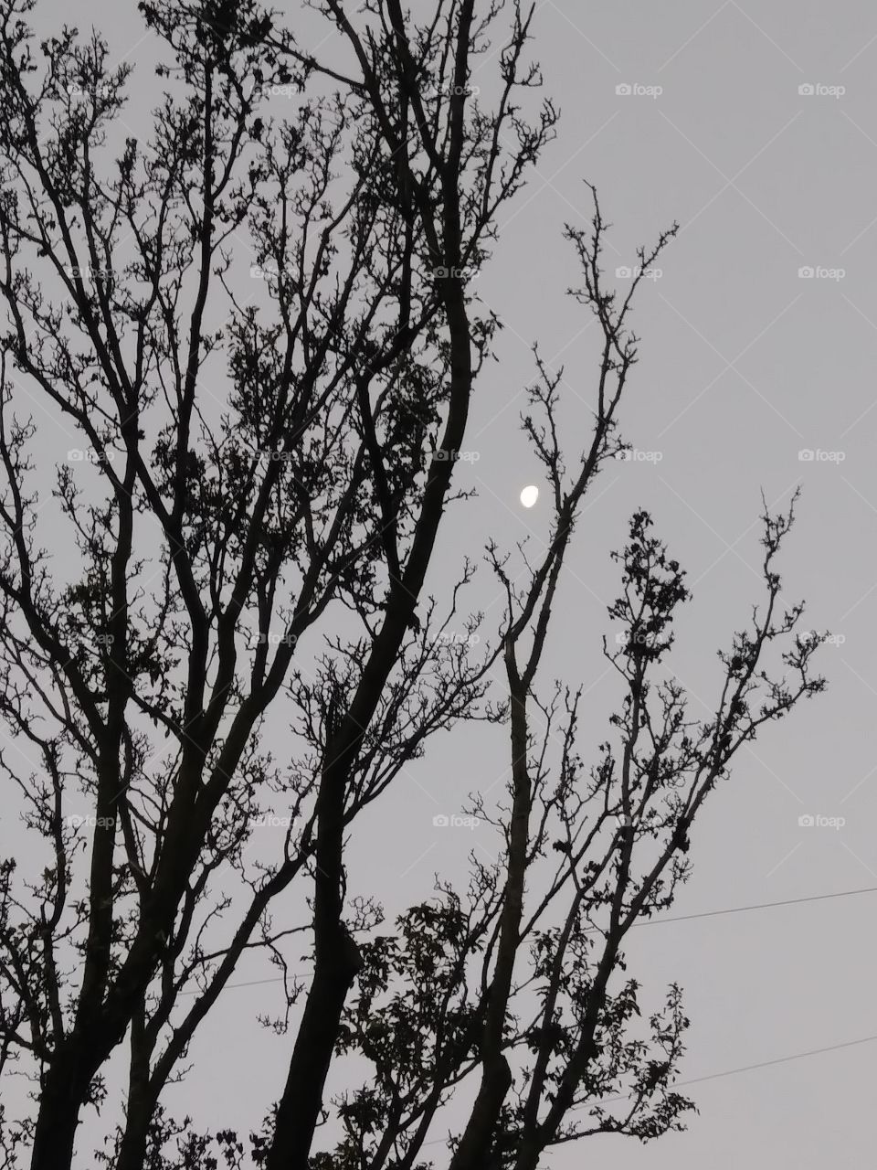 trees with morning moon