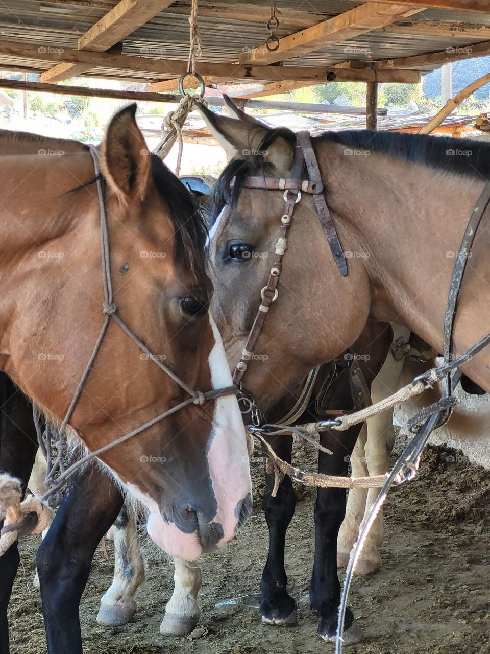 cabezas de caballos