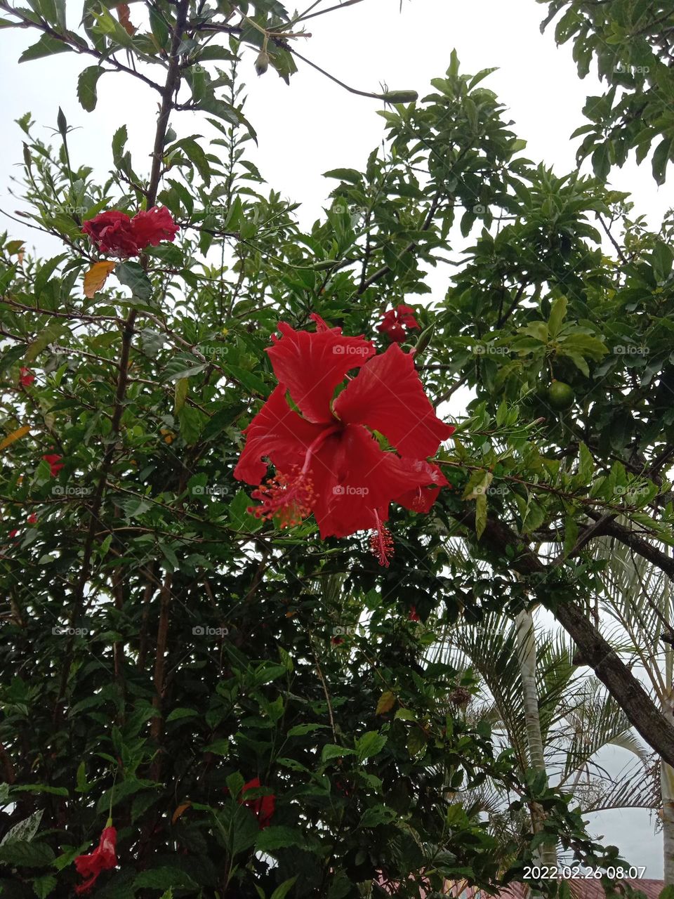 Hibiscus in the afternoon