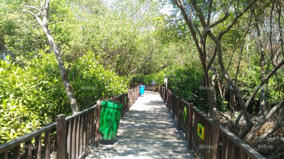 mangrove forest park