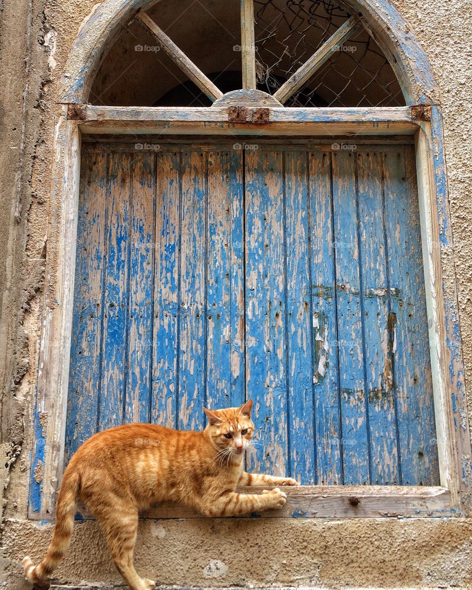 Red cat by blue door
