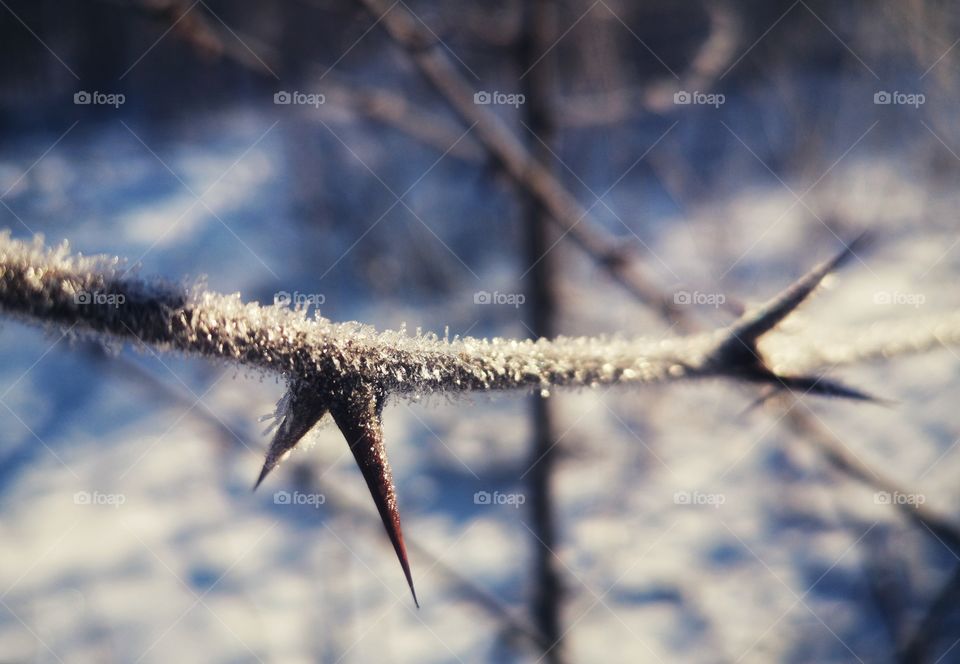 Sunny day in winter forest