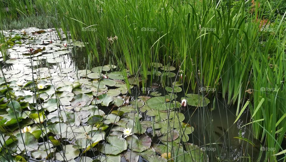 Pond with water Lily