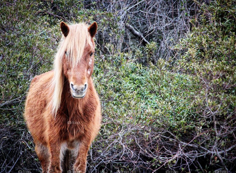 Wild pony