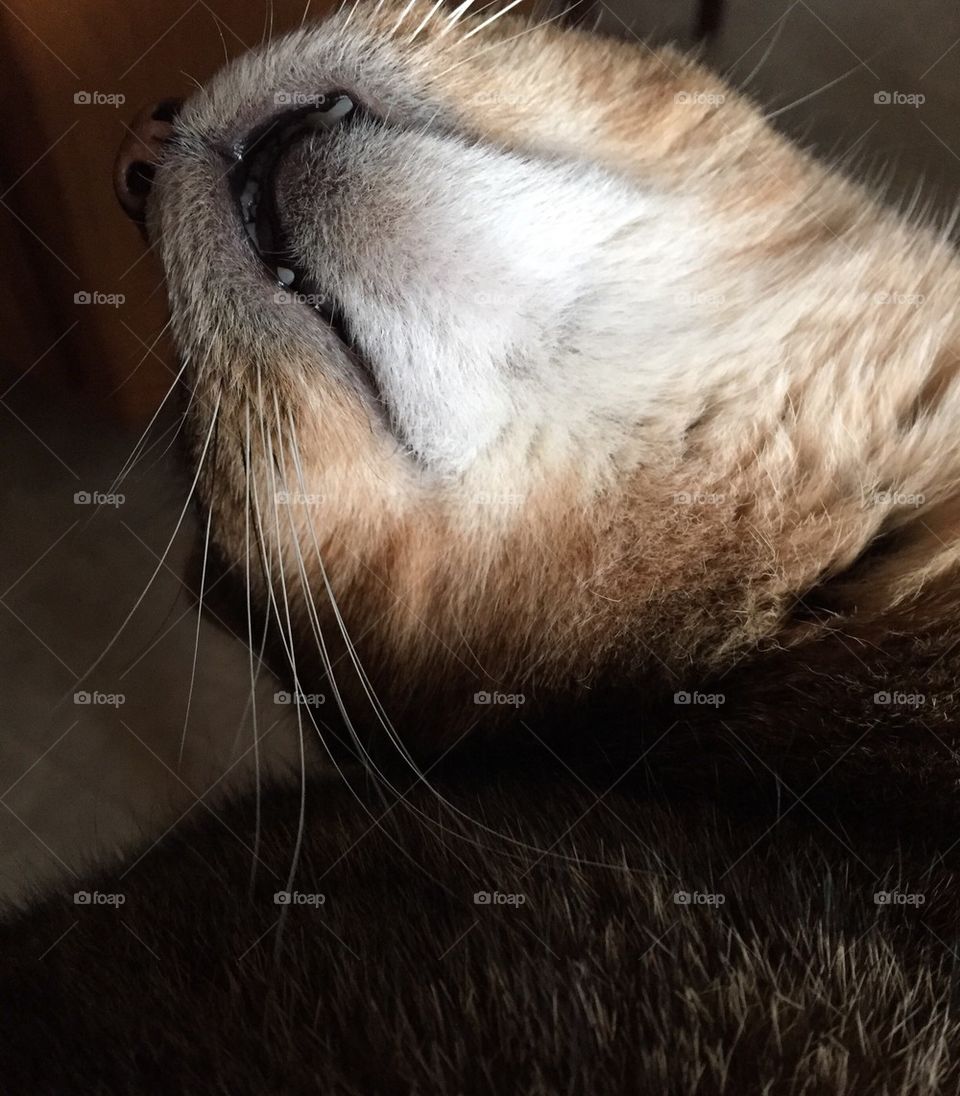 Cat whiskers cat teeth