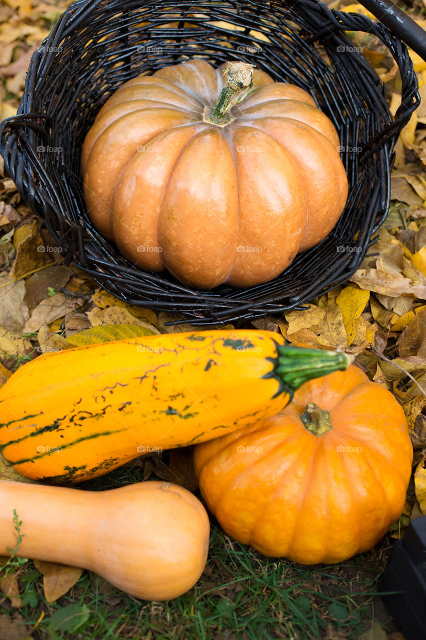 Pumpkin, Halloween, Fall, Thanksgiving, Pasture