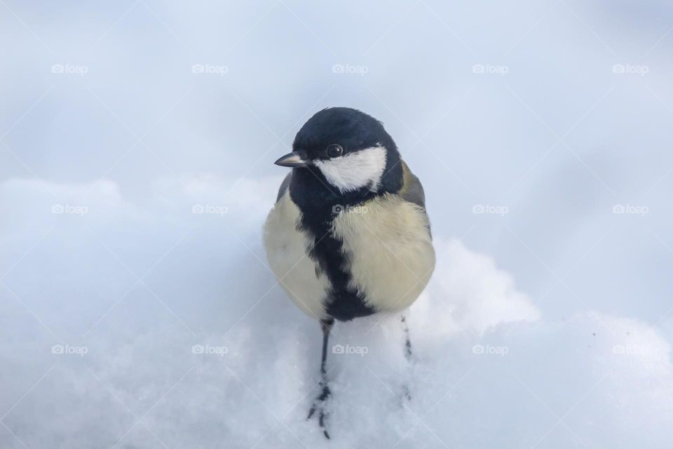 Greattit bird close-up portrait in the snow