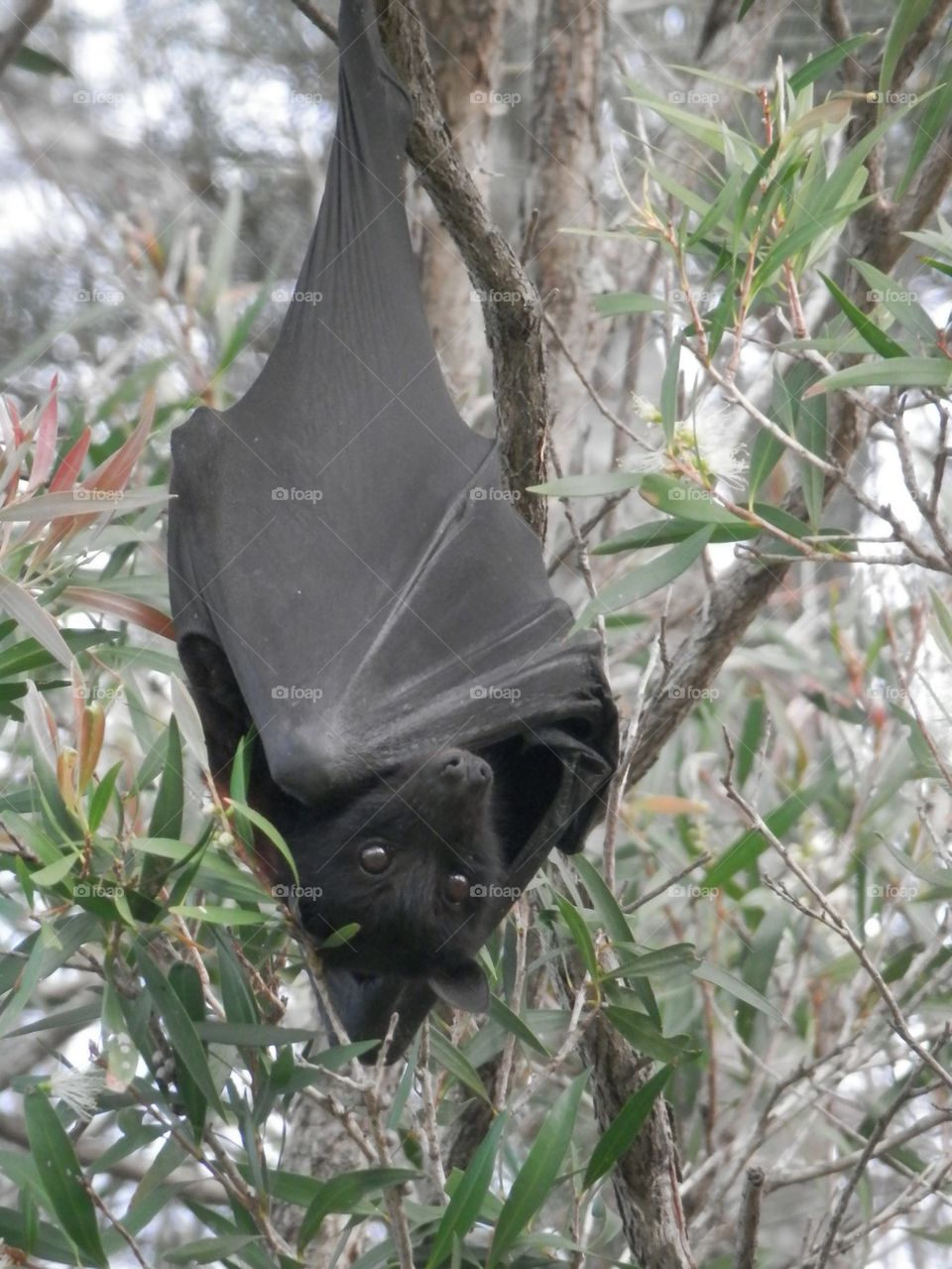 Bat