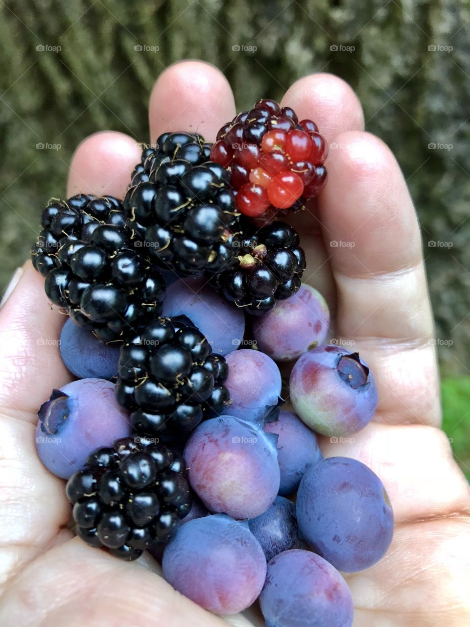 Ah! The lovely bounty of nature’s larders- heirloom harvesting has begun! Juicy, sweet, healthy snacking! 