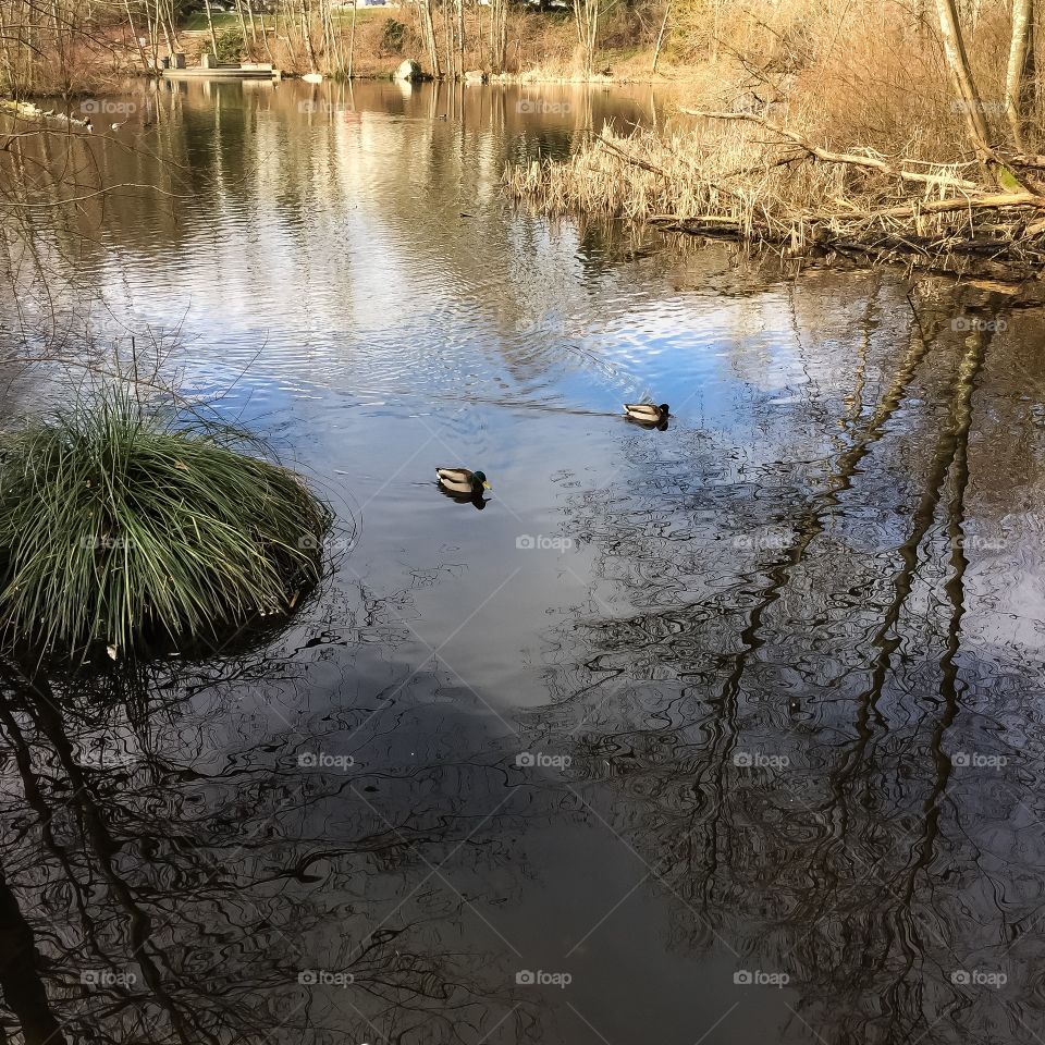 Ducks have returned to the local pond for Spring