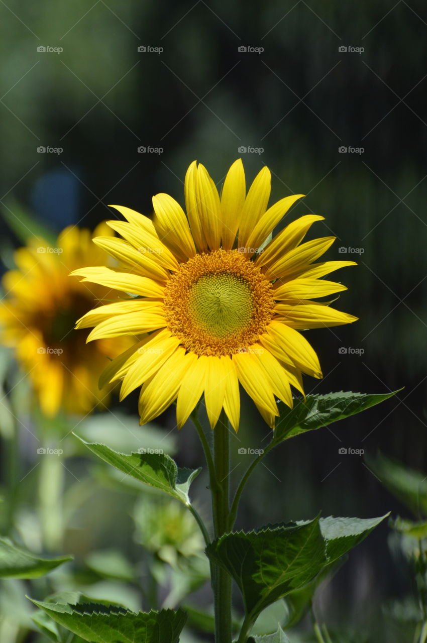 sunflowers