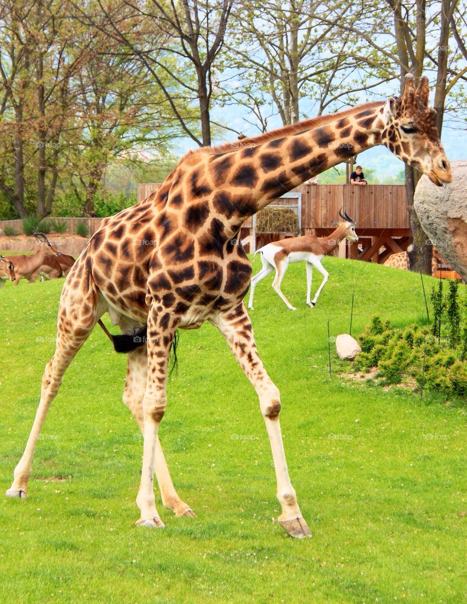 Giraffes on grassy field