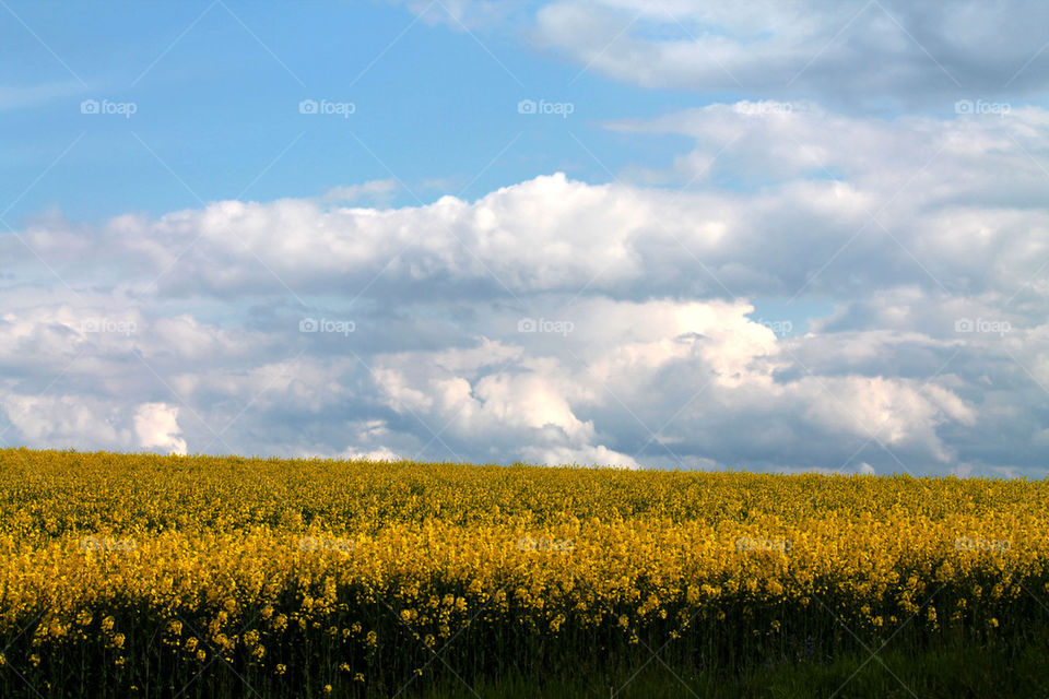 yellow fields