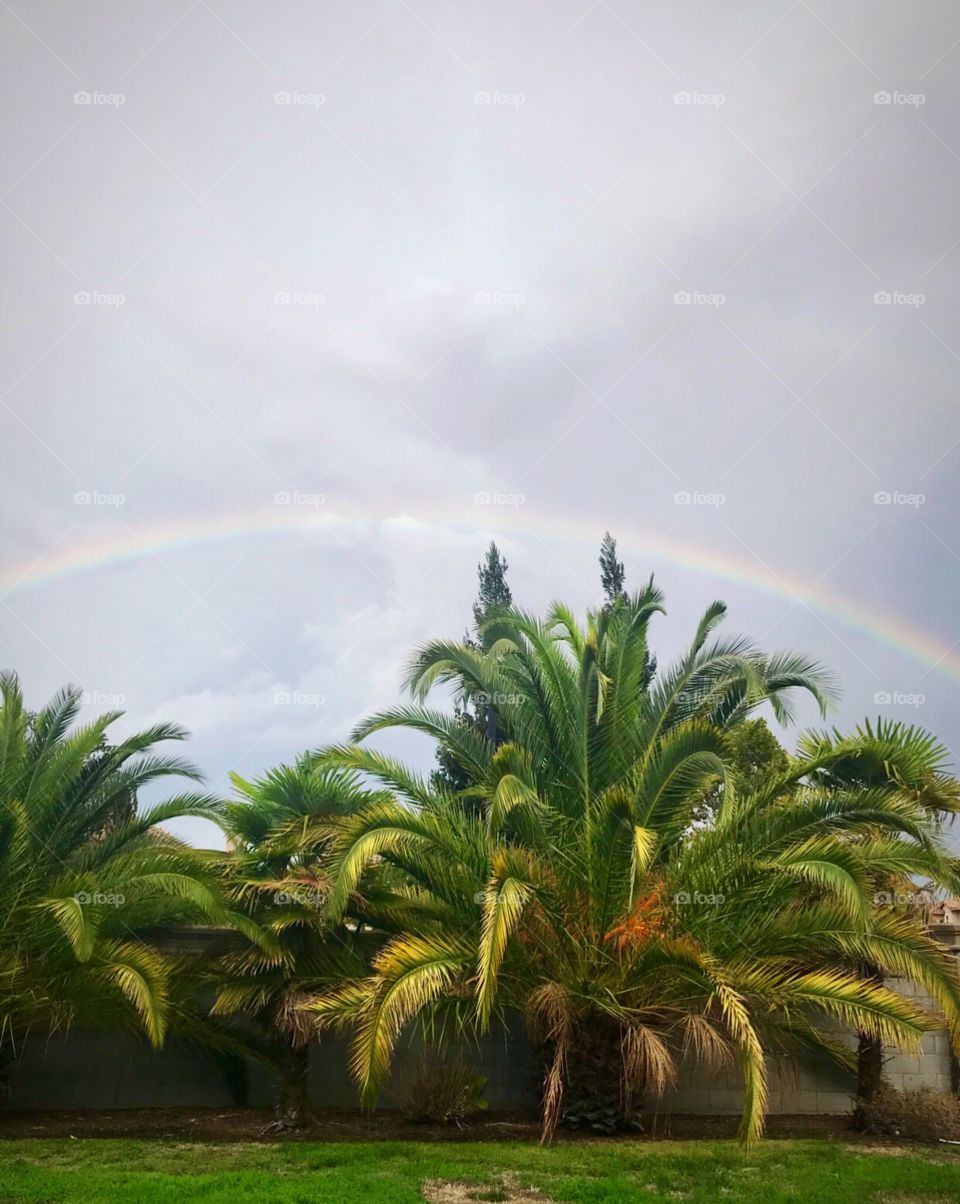 Tropical Rainbow in the sky over the palm trees 